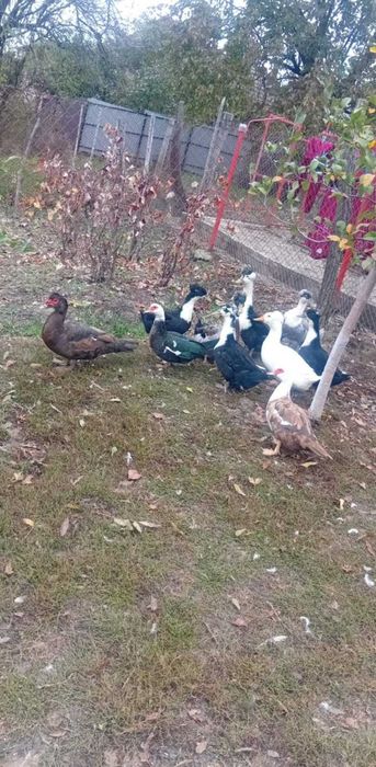 Rate motate și lesesti