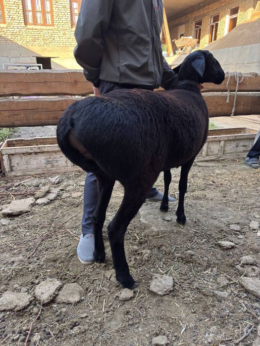 Arashan qõy soriladi
