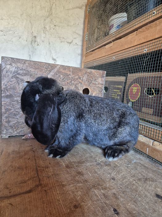 Femelă Berbec German