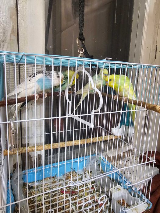 Продаются волнистые попугаи