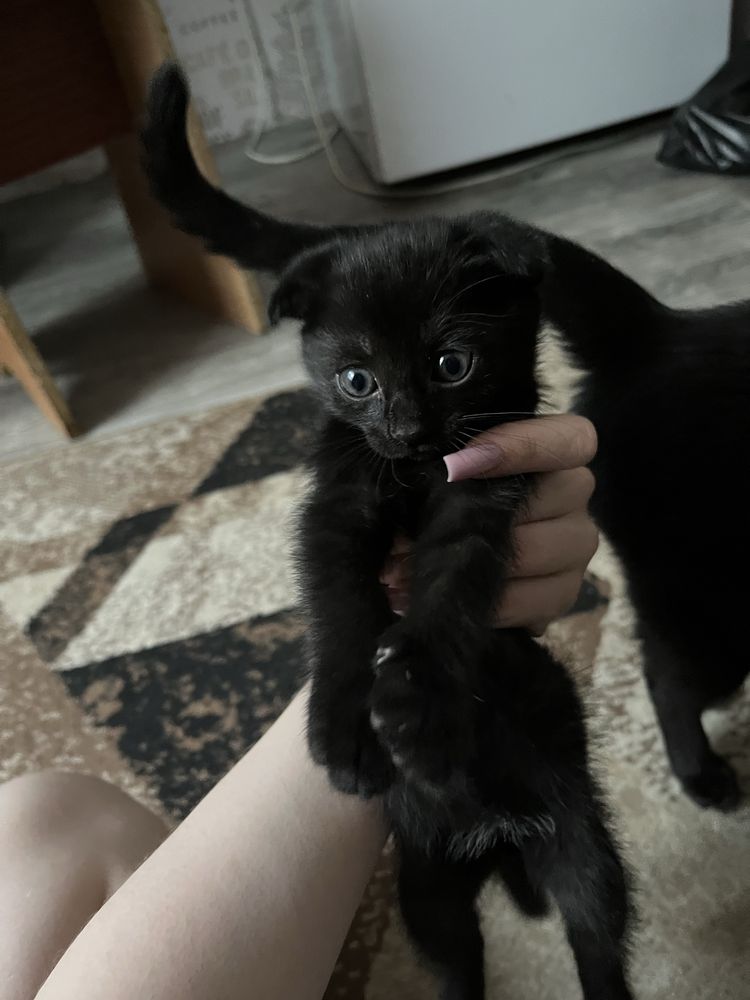 Отдам котят в добрые руки