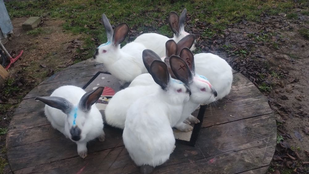 Tineret Uriaș de Transilvania