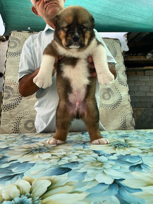 Щенок Кафказского Алабая ( Чистокровный )