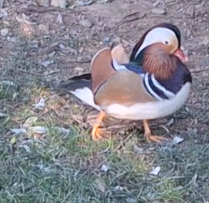 Rațoi Mandarin inelat .