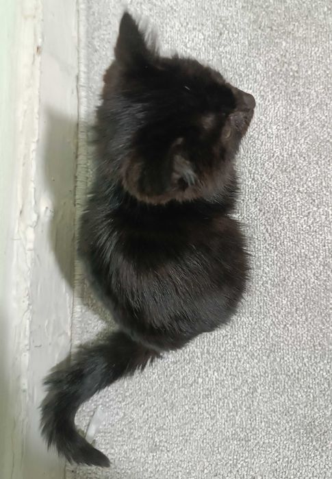 Отдам в добрые руки котенка / Mushukchani yaxshi qo'llarga beraman