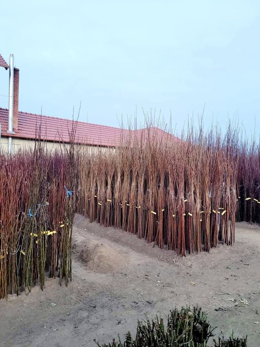 Pomi fructiferi certificati