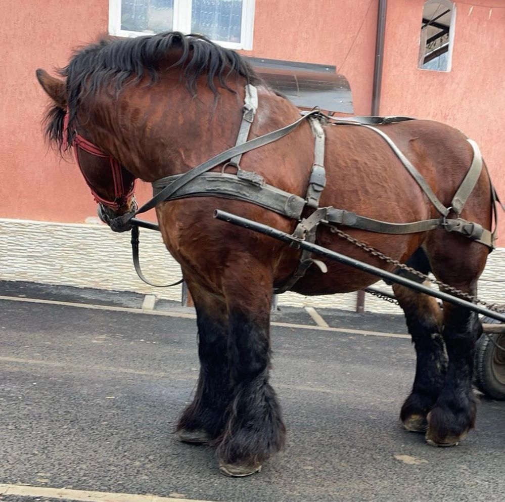 Armăsar Ardenez de montă