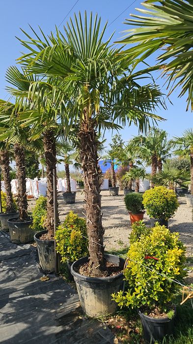 Maslini - Palmieri trachycarpus fortunei