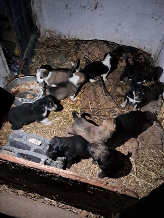 Продам щенят, порода алабай