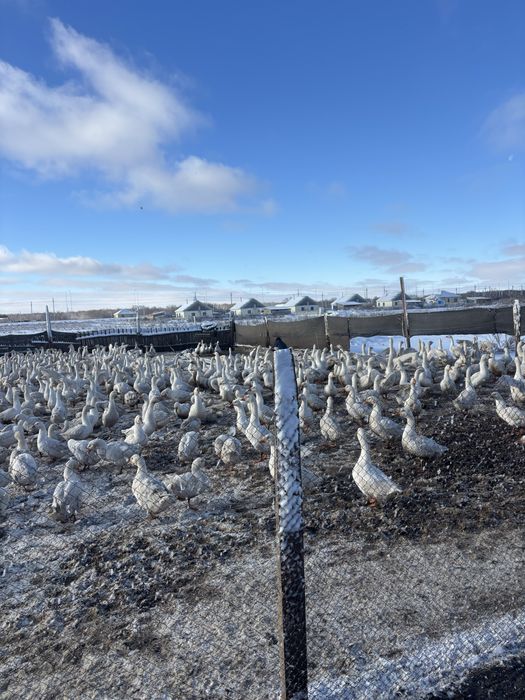 Продаеться Домашние Гуси