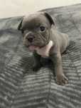 Pui bulldog francez blue/merle