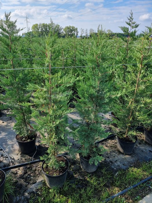 Tuia leylandi de la 1.3 m la 4 m preturi de producător