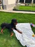 Ofer spre adoptie catel mascul