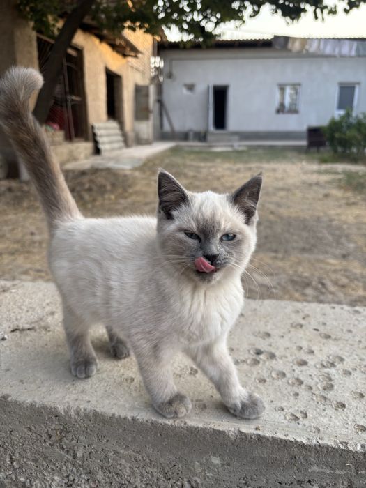 siyamski mushuk bolasi