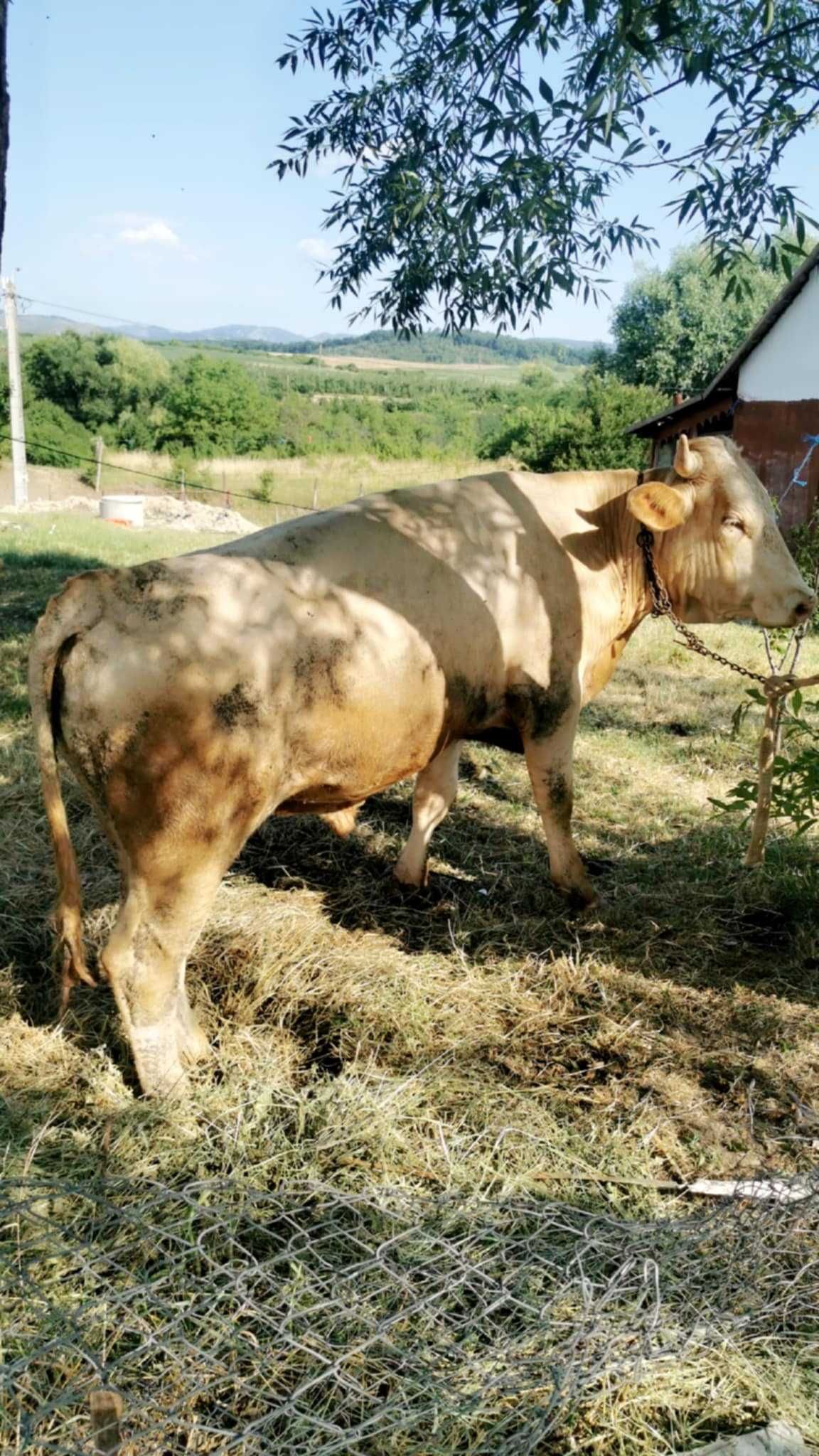 vand doi  vitei si doi tauri mai mari