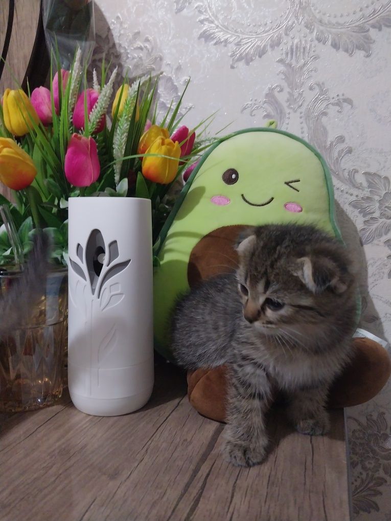 Кошки скотиш + британский