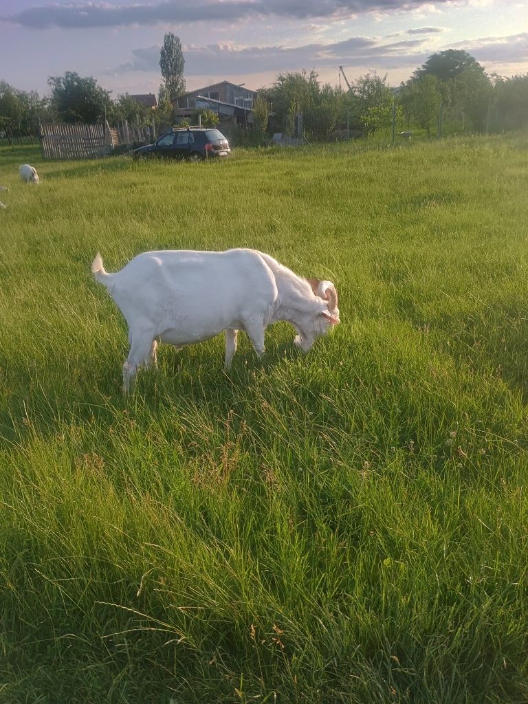 Țap zanen original
