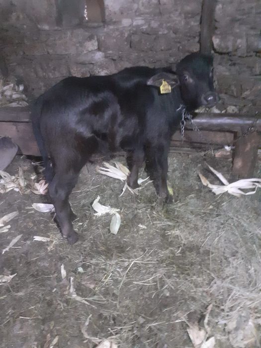 Vând viței de bivol