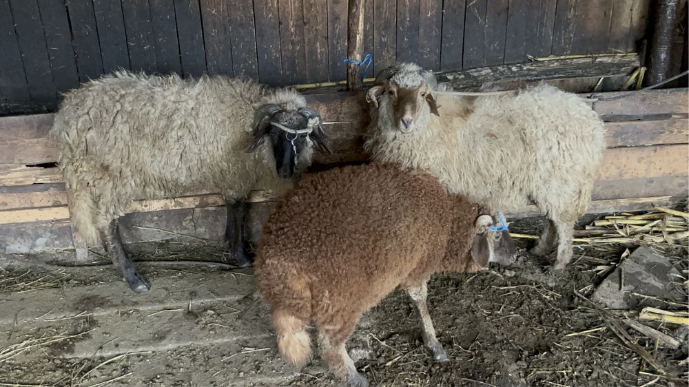 Berbecuti de vanzare