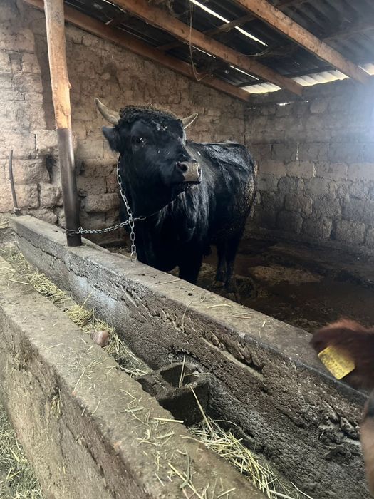 Семіз бычоктар сатылады