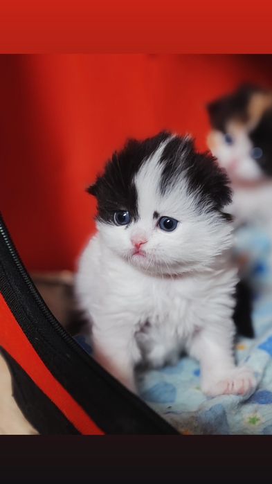 Шотландские котята скоттиш фолд страйт хайленд, золотая шиншилла