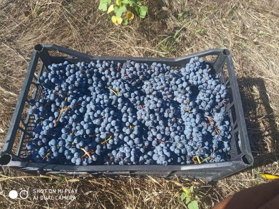 БИО грозде Мерло и Каберне