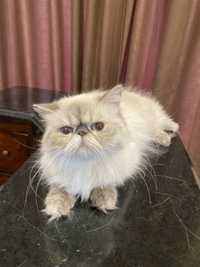 породистая кошка Алиса, перс-экзот, с документами