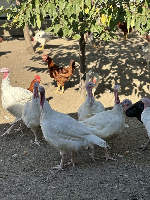 Curcani de taiata taiem la comanda