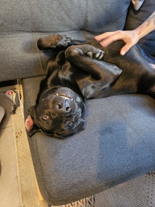 Търсим дом за куче