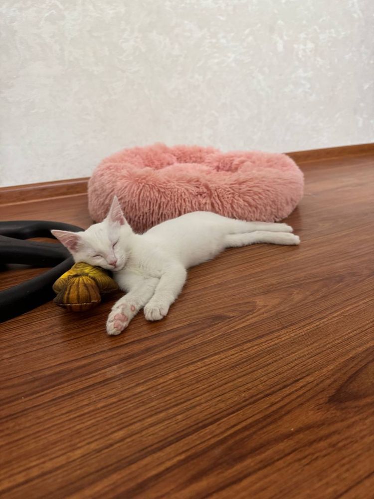 Кошка турецкая ангора / mushuk turk angora / pishak / mushukcha /