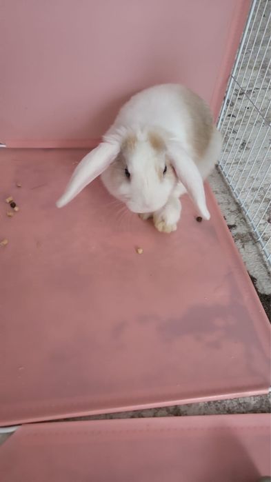 Бесплатно кролик