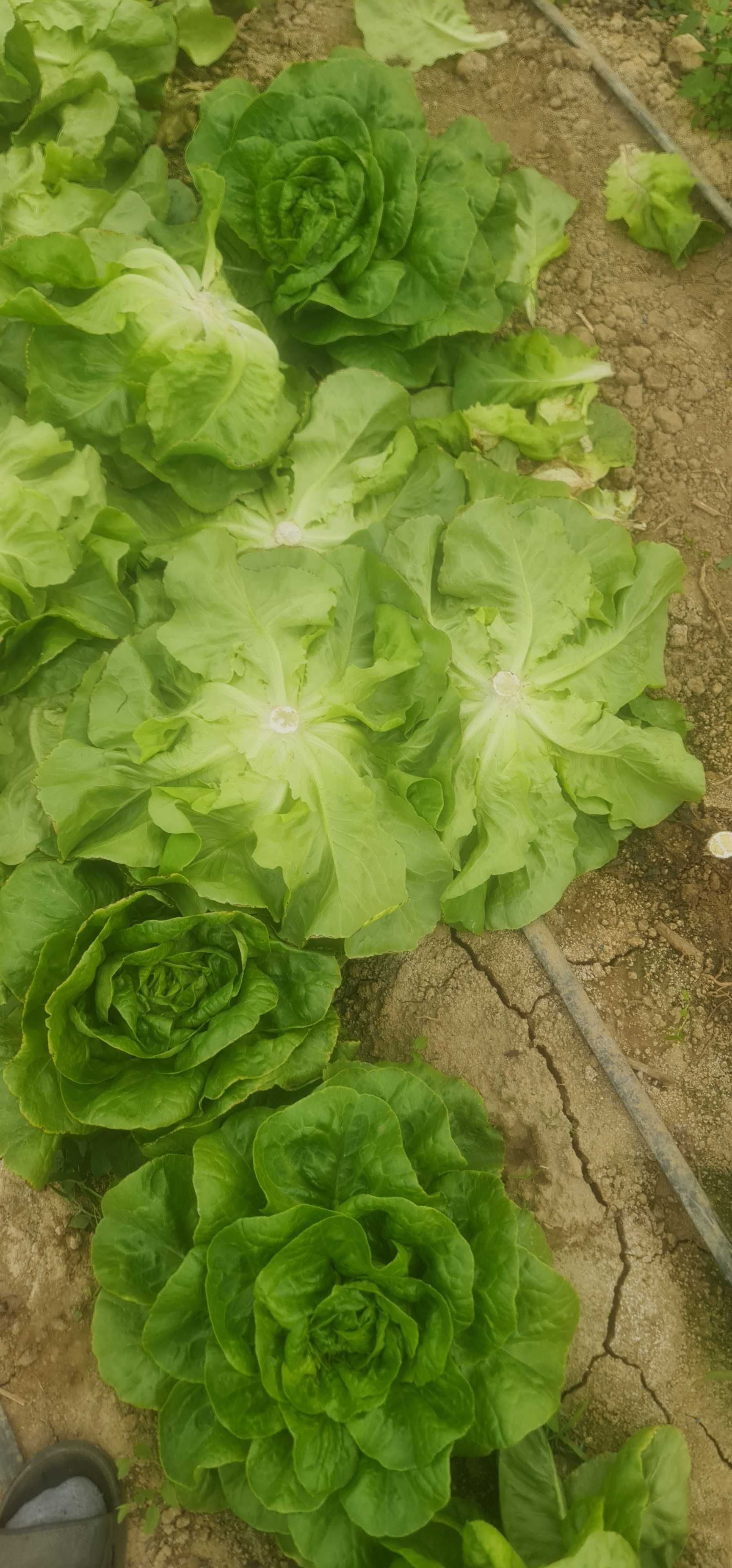 Salata verde 300 gr 500 gr
