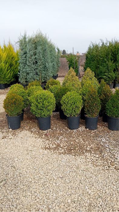 Plante ornamentale aclimatizate