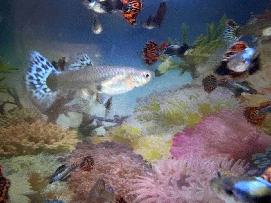 Гуппи Dambo Red Mosaic