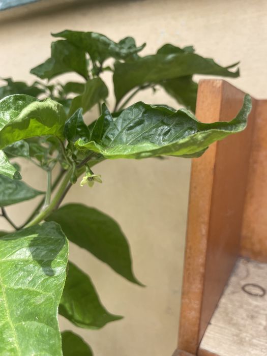 Vand ardei carolina reaper