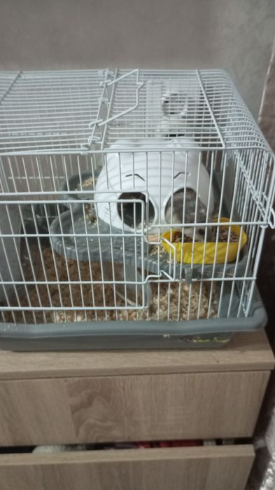 Продам пару хомячков с клеткой не дорого.