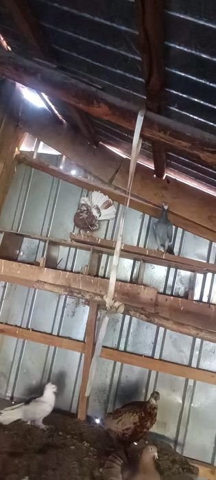 Vând porumbei înfoiați !