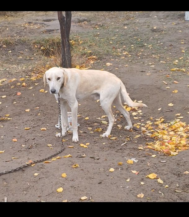 Гончак рабочий по зайцу