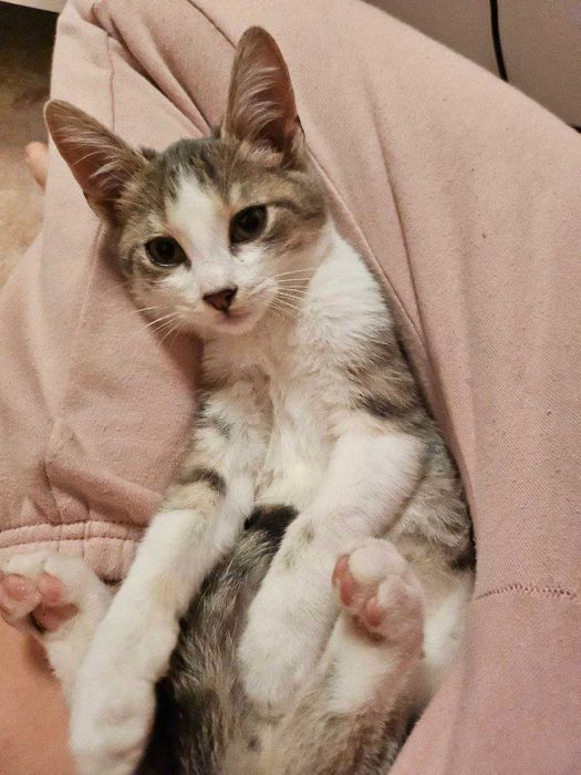 Motanei adorabile, jucausi si gata de o casa iubitoare