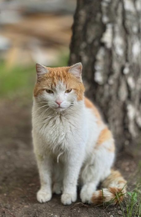 Миролюбивый и спокойный котик Мишенька
