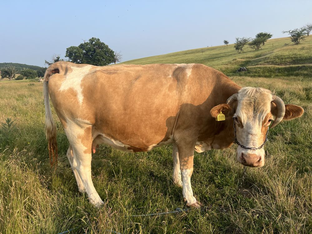Vaca de vanzare.