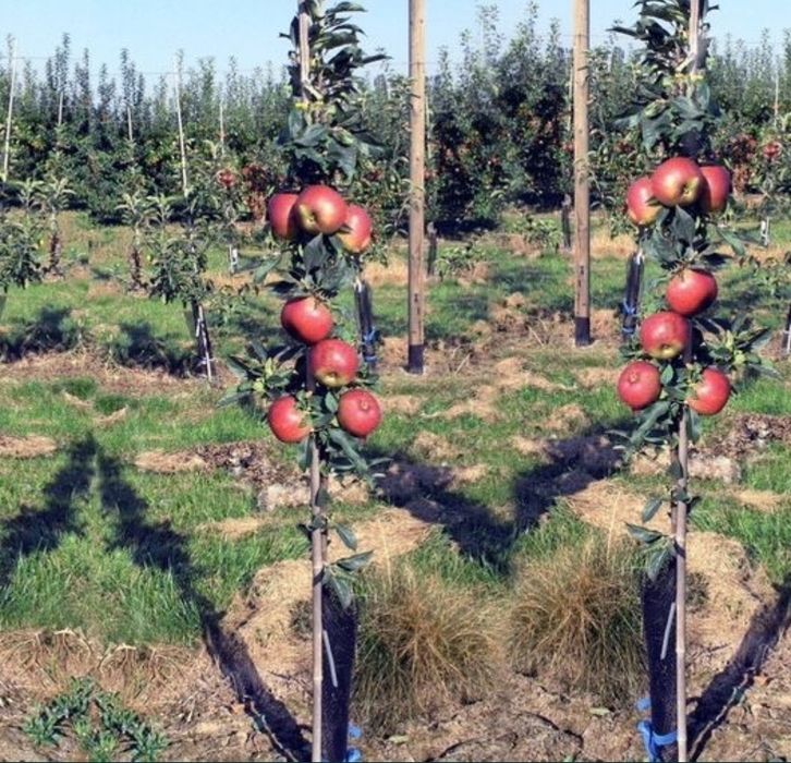 Butasi vita de vie și pomi fructiferi direct la producător