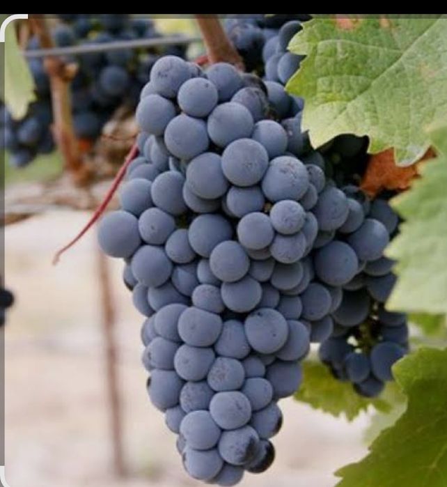 Producători ,vindem Struguri de vin producție 2025