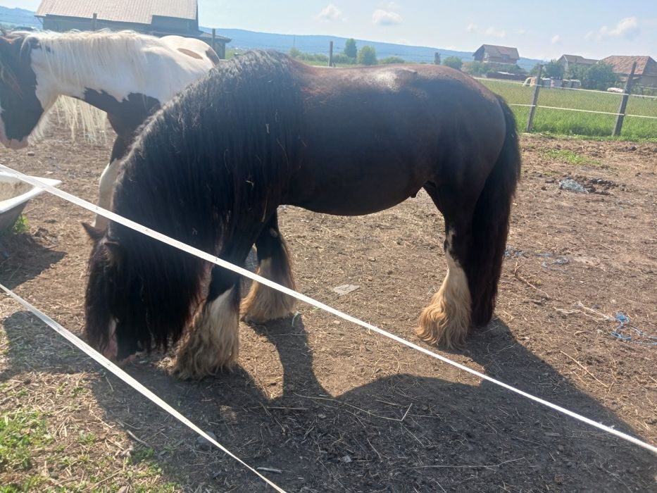 Gipsy vanner armasar