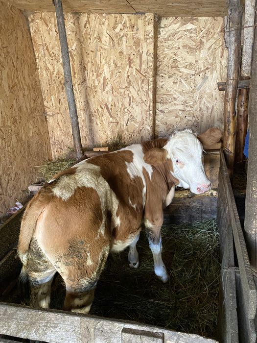Vitel de vânzare, Războieni/Neamt