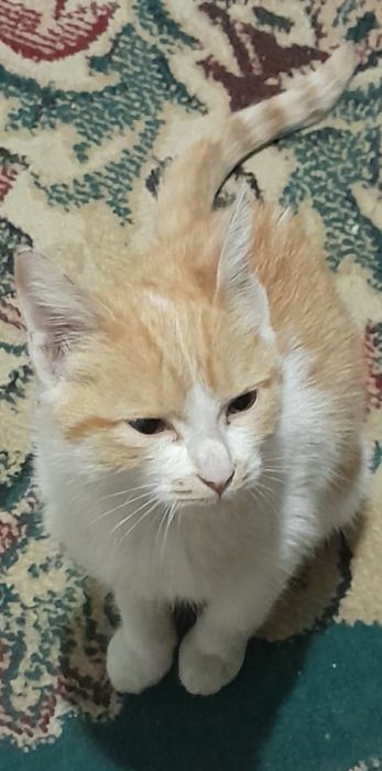 Отдам котёнка девочку в добрые руки
