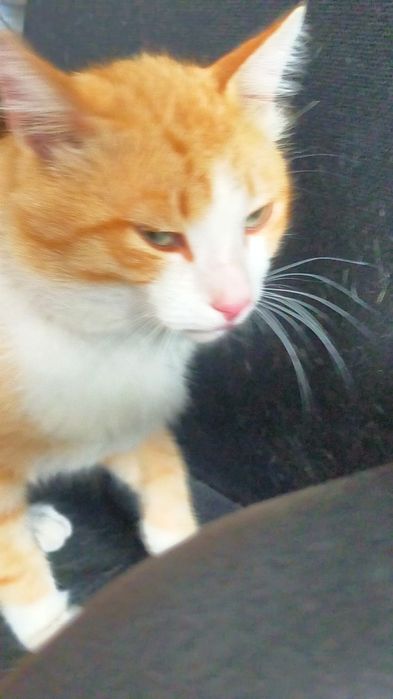 Отдам котика, 1 годик. Лапушка.
