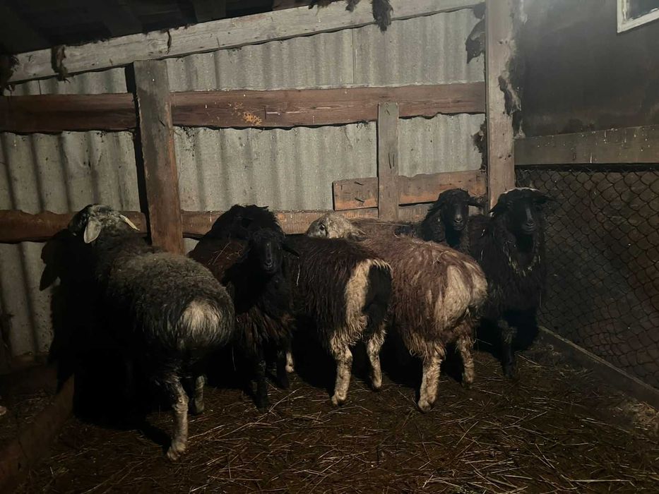 Продам баранов .