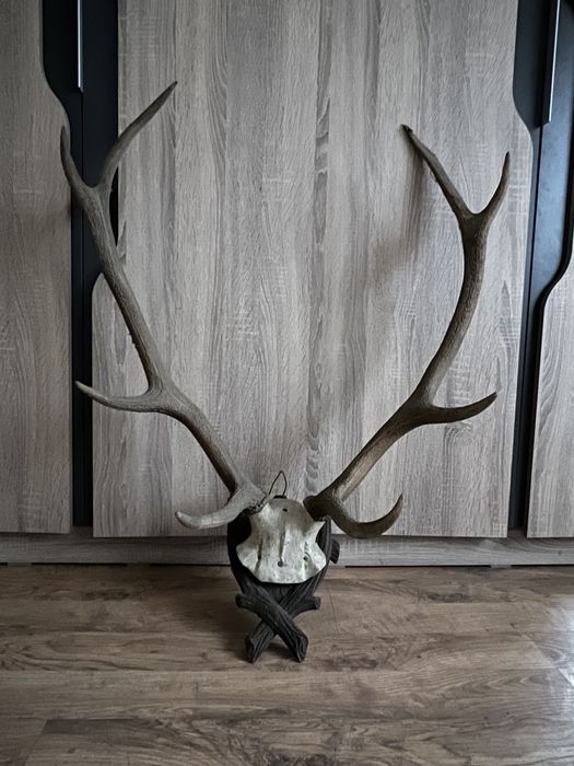 Trofeu cerb autentic!
