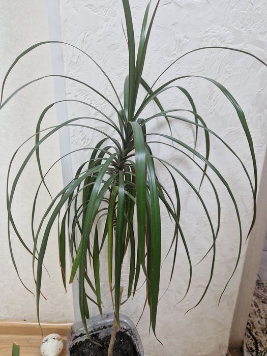 Домашние цветы, продам 3000тыс